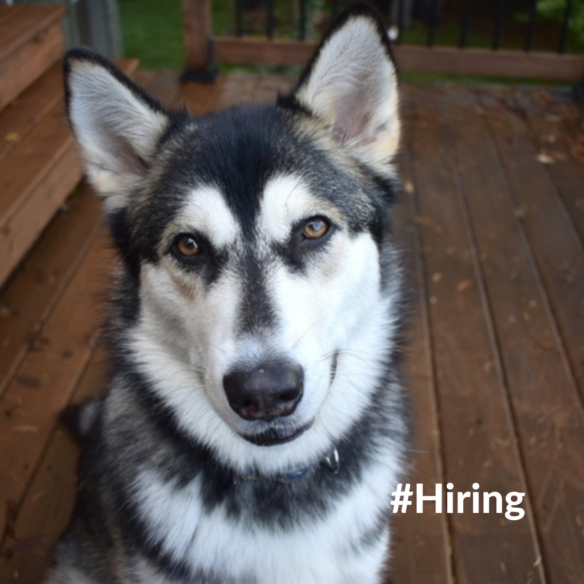 BC_SPCA's tweet photo. We're #hiring!
Veterinary Assistant- Kamloops, BC
https://t.co/KDsswjzZwD
Registered Veterinary Technologist – Kamloops, BC
https://t.co/oA2XF3Vyhk
Animal Control Officer – 1 - Richmond, BC
https://t.co/9iAHOfUxpp
Manager, Animal Centre - Fort St. John, BC
https://t.co/xEHb8NeQer https://t.co/CUiDXYGUG1