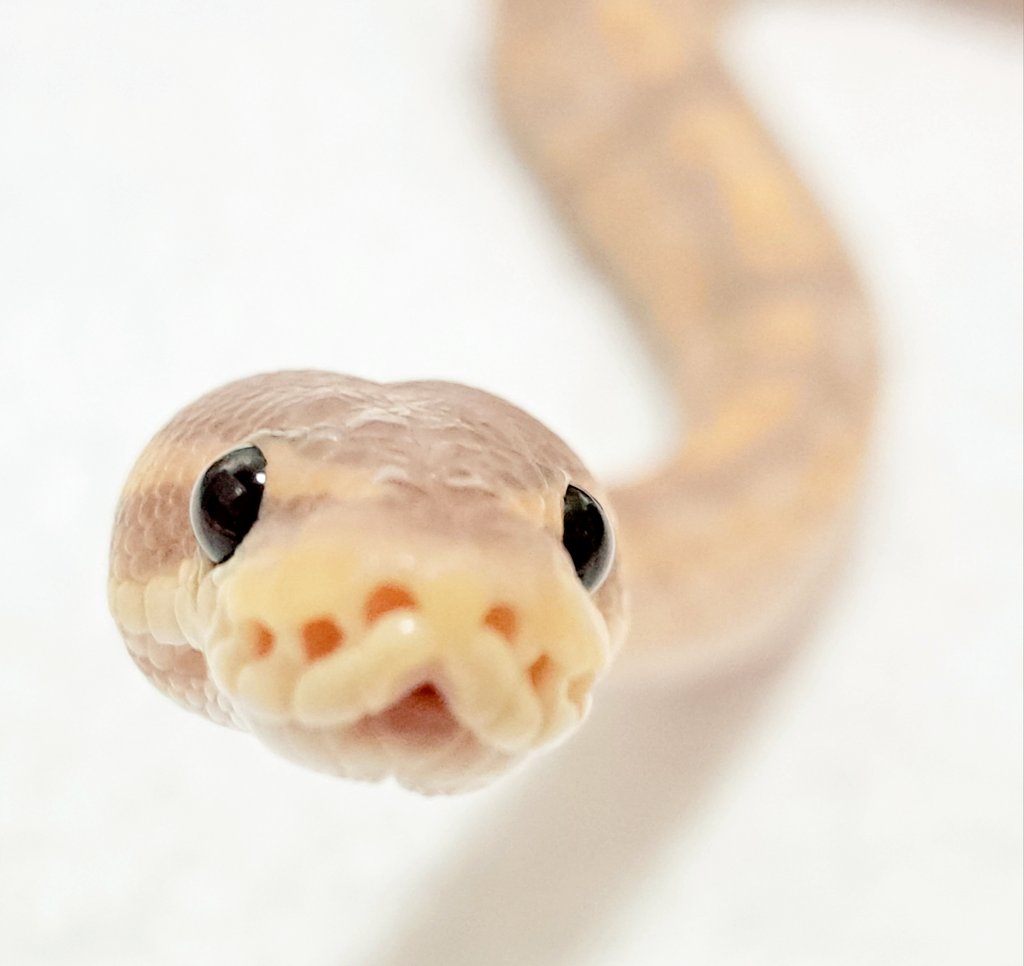 BallPython1207's tweet image. よんだ？？？
#ボールパイソン
#バナナの家
#爬虫類
#ballpython 
#reptiles