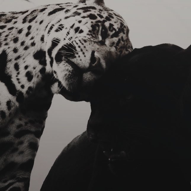 𝐌𝐢𝐥𝐥𝐢𝐜𝐞𝐧𝐭 𝐁𝐮𝐥𝐬𝐭𝐫𝐨𝐝𝐞. (@grieveandstereo) on Twitter photo 