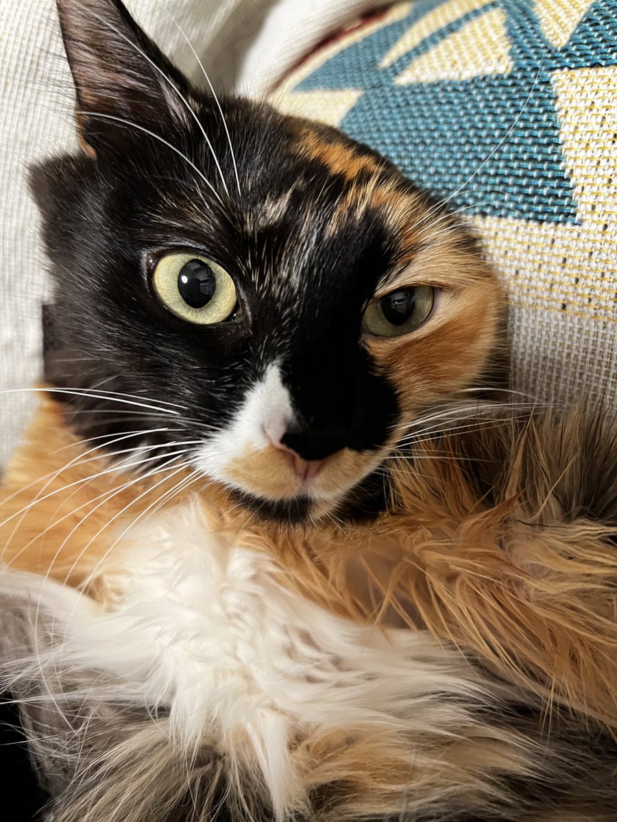 Can’t accept the fact that tomorrow is Monday!!

#cats #Cat #CatsOfTwitter #CatsLover #FYP #foryourpage #kitten