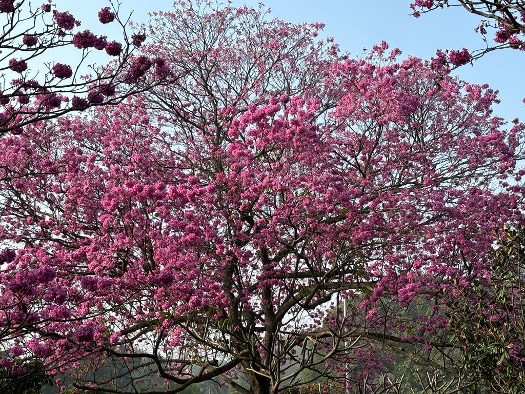 Tabubea Roseas herald spring -,cubbon park Bangalore-“ You can cut all the flowers but you cannot keep Spring from coming” Pablo Neruda