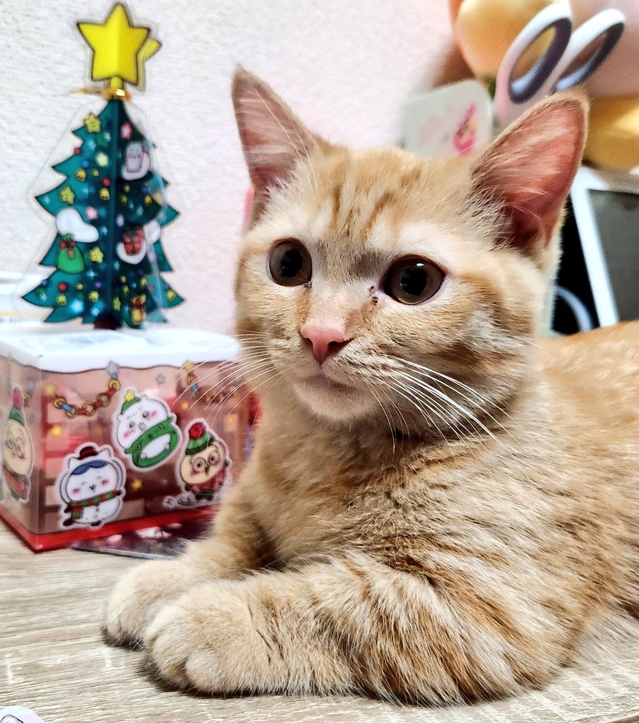 うちの猫可愛すぎ😉🫘