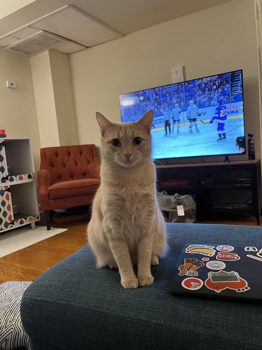 mostlymaudlin's tweet photo. If you see this post, quote the most recent photo you took of your pet. No cheating. https://t.co/s06vMQW7pf