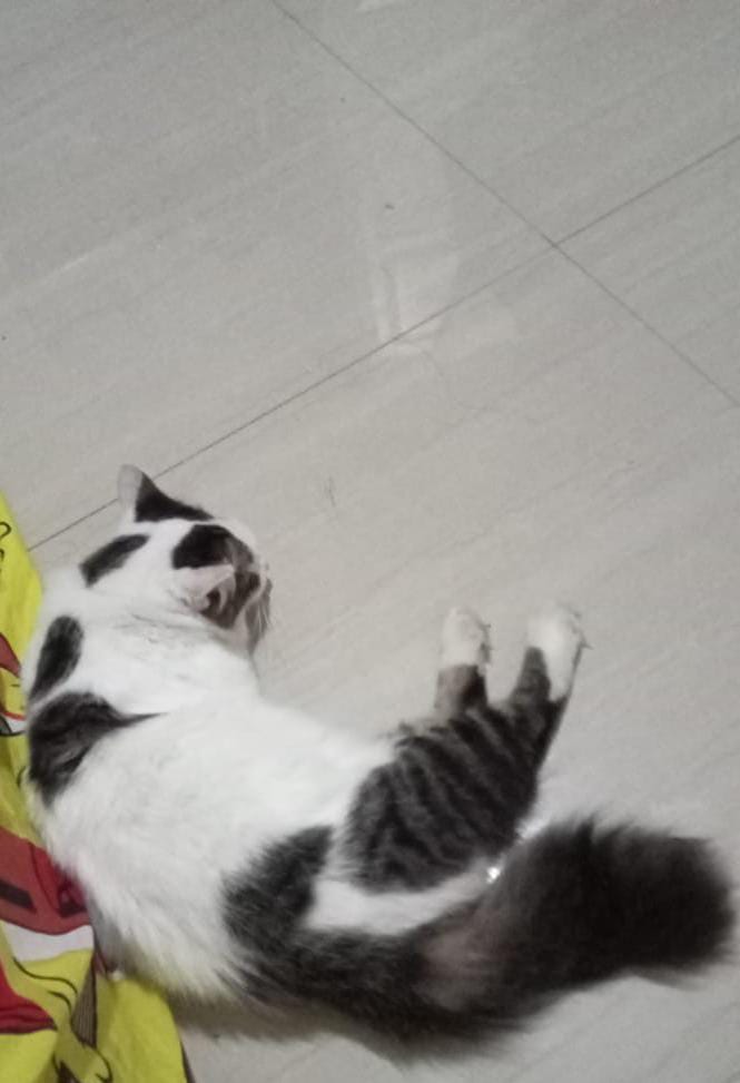 kochengfs's tweet image. kcg! KUCING HILANG 

bantu RT kucing sender hilang, Ini untuk foto kucingnya.

Detail kalung tali berwarna biru merah,lonceng kuning &amp;amp; merah muda. 

Dom Surabaya, bagi yang menemukan kucingnya tolong DM