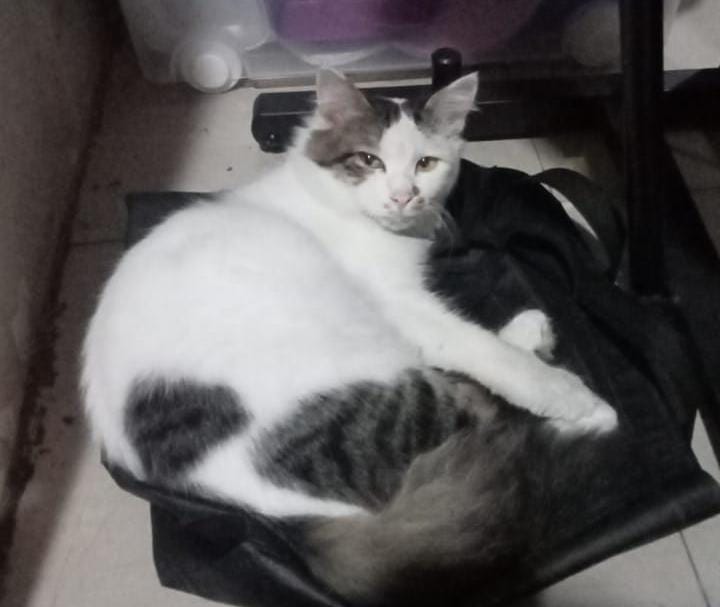 kochengfs's tweet image. kcg! KUCING HILANG 

bantu RT kucing sender hilang, Ini untuk foto kucingnya.

Detail kalung tali berwarna biru merah,lonceng kuning &amp;amp; merah muda. 

Dom Surabaya, bagi yang menemukan kucingnya tolong DM