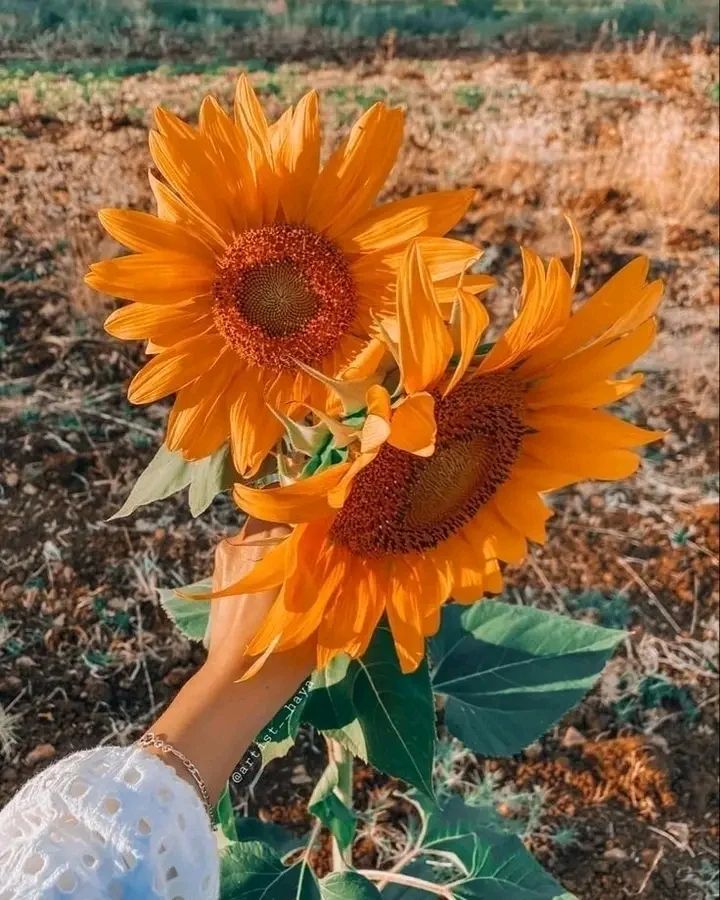 Love!
#sunflower