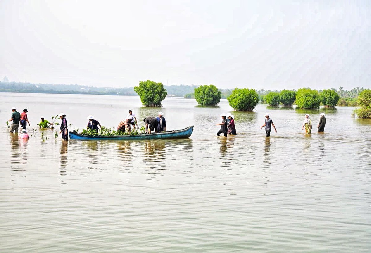 WTI conducts mangrove restoration drive, in collaboration with Sir Syed College NCC, NSS, Bhoomithra Sena and Narath Panchayat, in Kannur, Kerala. 1700 propagules of mangroves were planted through the initiative. WTIs Kannur Kandal Project is supported by @SBI_FOUNDATION