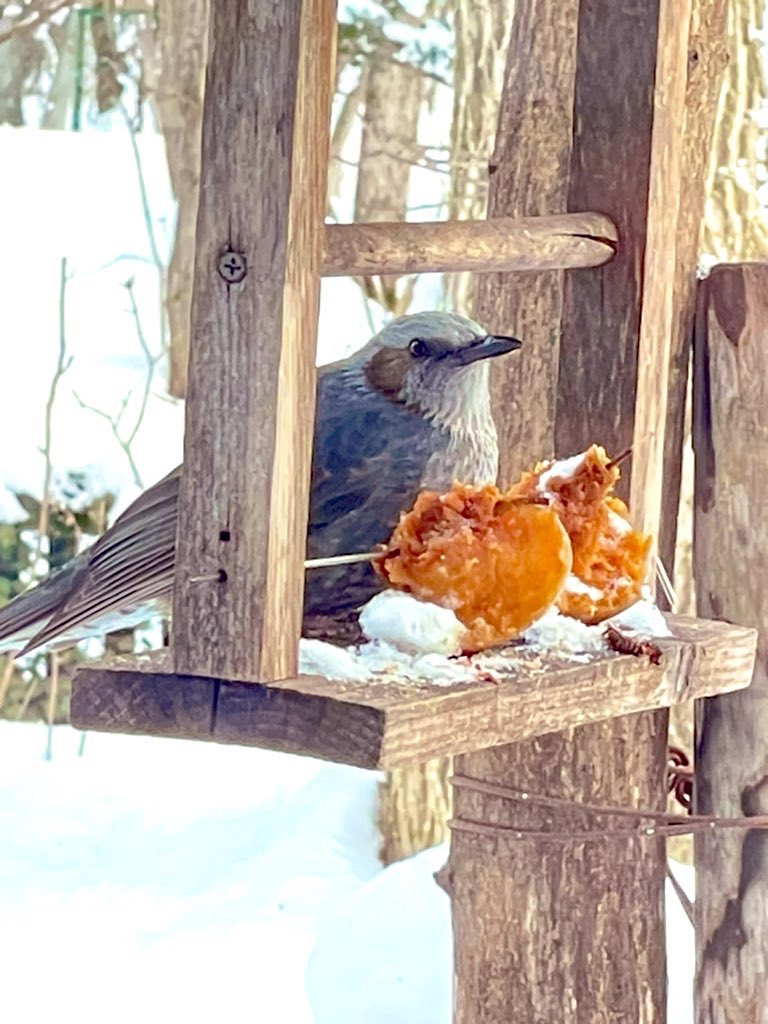vz48glm's tweet photo. シマエナガカフェいってきたけど、雪の妖精には会えなかった https://t.co/dXvQans17Y