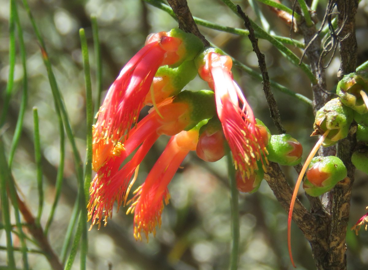 StuartWilliams_'s tweet photo. Calothamnus gilesii, a shrub to 3 metres high from the south of Western Australia 

#Calothamnus #Myrtaceae #ozplants https://t.co/Ad9S8Td19r