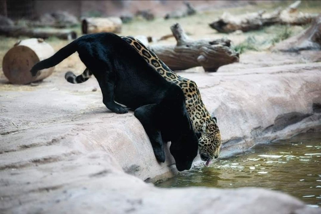 bearizona's tweet photo. Stolen Pic Saturday!
But alsoโฆ Caturday? Please enjoy this stolen (with permission) picture of Nacho and Libre at their pond. Laurie Rubin captured this moment and titled it โDrinking Buddiesโ. ๐พ
#bearizona #zookeeper #jaguar #wildlifepark #stolenpost https://t.co/1FDBlhtaa7