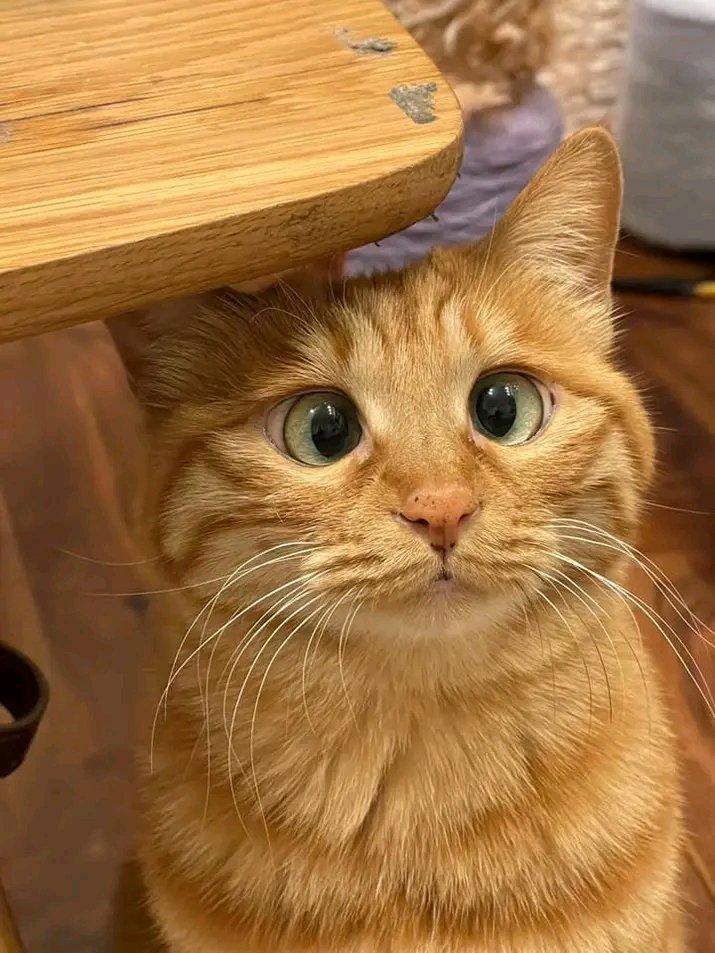 No Context Cats tweet media