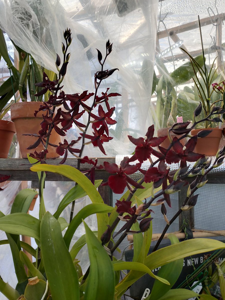 hiroshi26397765's tweet photo. #orchid #洋ラン #Onc #colmanara
今はオンシになるのでしょうか??
秋田のラン友から、譲り受けました。
Colmanara.Masai Red'GV’
ダークな、ベルベットの様な花弁です。 https://t.co/EqKYPtAUPS
