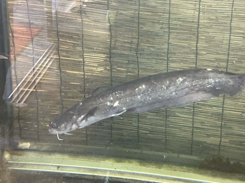 ファルコンランチ 