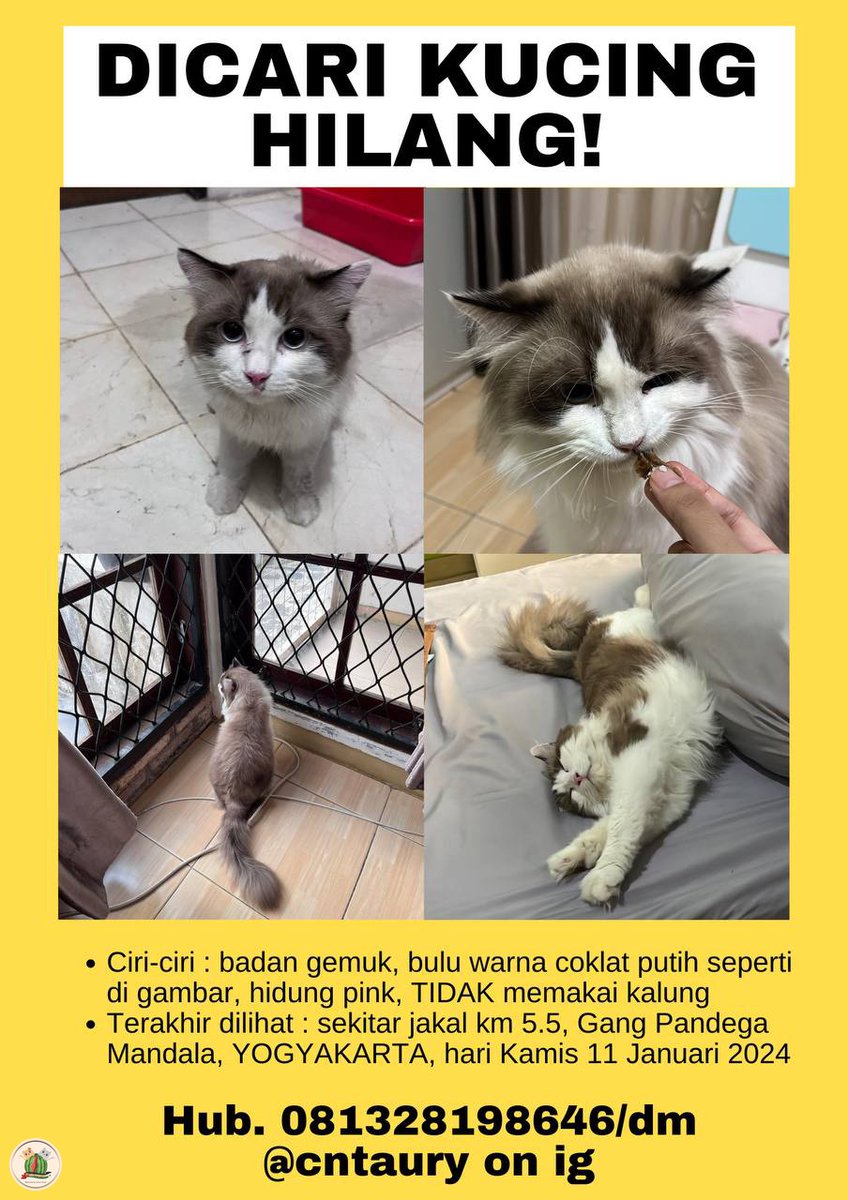 kochengfs's tweet image. 🐈 HELP RT KUCING HILANG 
Bantuin Troy pulang yuk 🥹

Domisili Yogyakarta, ciri” sesuai di gambar, jantan sudah steril

bagi yg menemukan bisa hubungi nomer yg tertera, terimakasih