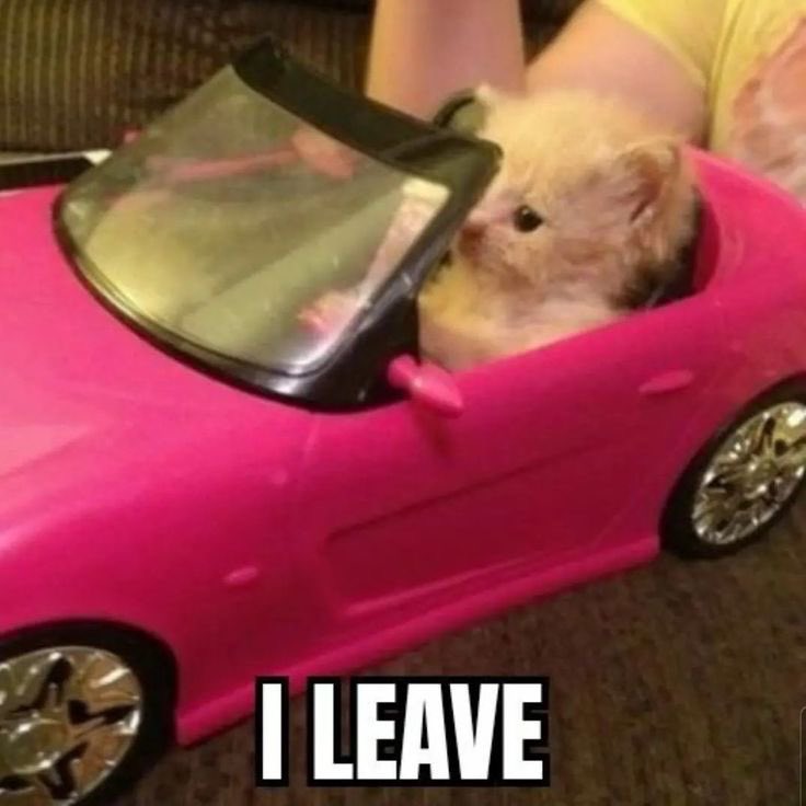 Lmaoooo.
