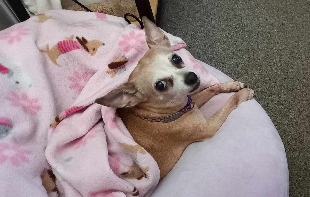 liled1984's tweet photo. My baby staying warm https://t.co/gXqqqPXsUb