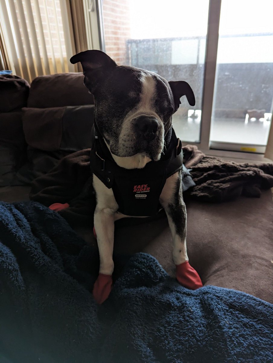 ghostleegirl's tweet photo. @mo_rescue Oh, so happy to hear you're home! That's the best place to be... Your Pawrents can look after you and help you through your recovery! I'm sure they are very happy to have you home too! Mikey sends his best! https://t.co/YhtkrCWBkM