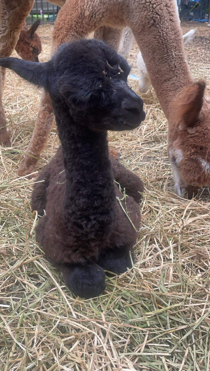 Please formally welcome!
Desiderata Aksel Jørn (AJ) 

Sire: Bardella Park Silver Graphite 
Dam: Jurustalle Kalmia.
#alpacasofinstagram #alpacashenanigans #australianalpacaassociation #hawkesburylifestyle #newlife #cria #love #family #goals #luxuryfibre #betterthansheep