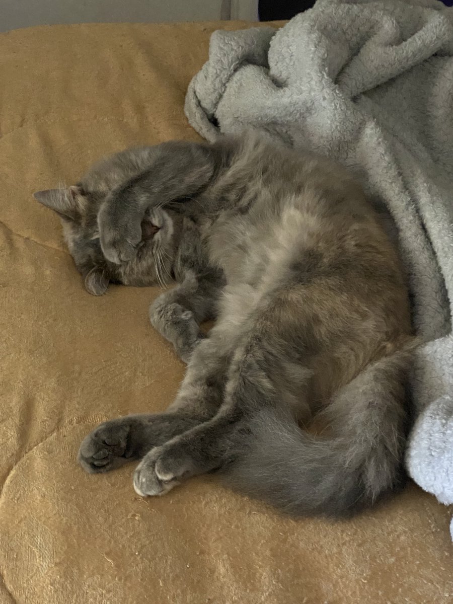 TheDoGoodTeam1's tweet photo. Happy Caturday everyone! Here's to a restful weekend and hopefully you are keeping safe from all the storms occurring across the country. Get some rest and recharge. Nora and I used the weekend to edit our upcoming episode!
#caturday 
#caturdaynight 
#thedogoodteampodcast https://t.co/AhCYiQNTxU