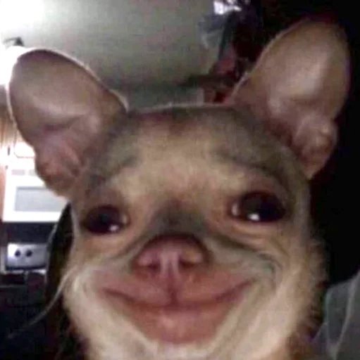 rouzbehmad's tweet photo. @DetectivePiJey بیشتر شبیه اسب بازی بود تا اسب سواری 🦄 https://t.co/WzzLuQdYxN