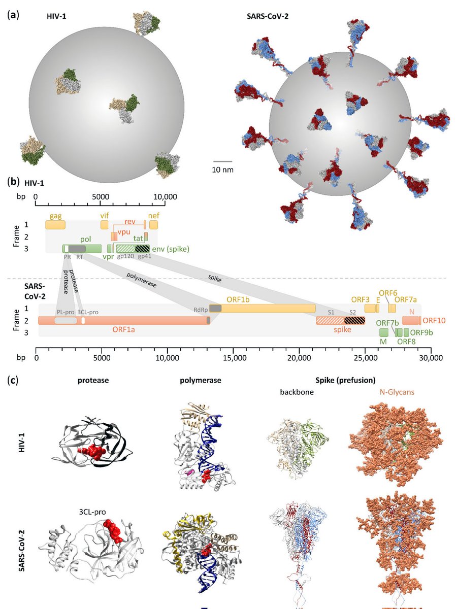 KEY STUDY :
SARS-COV-2 and HIV, 
Contrary Viral Strategies in Similar Disguise 
(published June 2021)
mdpi.com/2076-2607/9/7/…

Figure 1 Comparison of HIV-1 and SARS-CoV-2 key viral features