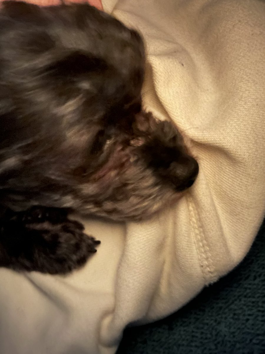 朝、脇にいるとほんとーーーに幸せ🐩🩷