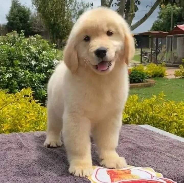 golden_retrievercommunity (@goldenretr18926) / Posts / X