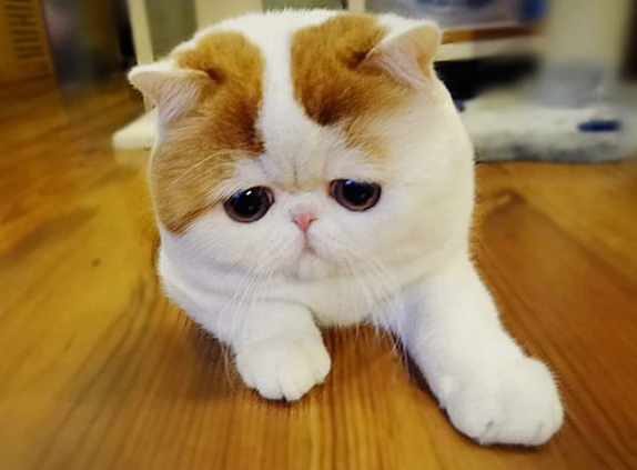 naayduuh's tweet photo. Snoopy cat is one of the most famous cats in the world, especially in China. She is a graceful short-haired Exotic whose cute owner regularly takes photos of Snoopy every day. Snoopy impresses everyone with his adorable chubby body and big, round, sparkling eyes that no one can refuse.