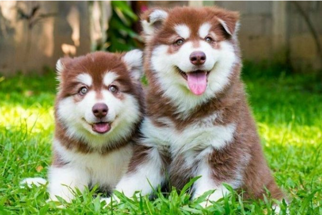 more_ambitions's tweet photo. Alaskans are very active, love to play, play and run... so they will feel uncomfortable and difficult to train if they are locked inside for many days like a baby.

Although purebred, because it originates from a cold country, this breed has difficulty adapting to the hot tropical monsoon climate in Vietnam. Because when living in this tropical environment, dogs are susceptible to heat stroke and other diseases if they cannot adapt.

Therefore, when raising Alaskan dogs, you must learn carefully about them and how to best care for them!