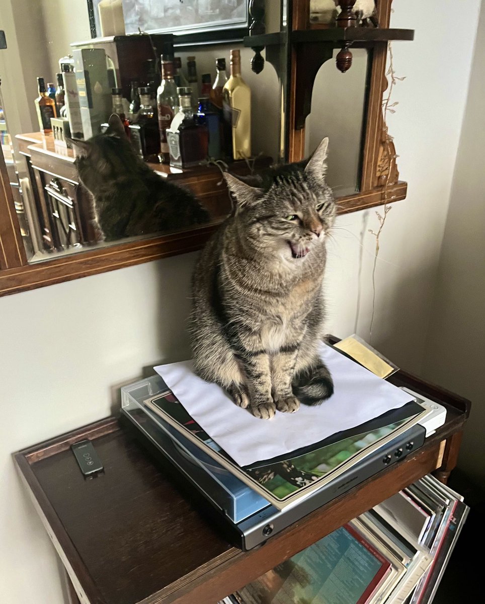 PickliciousF's tweet image. I’m DJ Fatgirl Slim! You can hire me for parties. £250 for one record. £550 for 2. #Picklepreneur