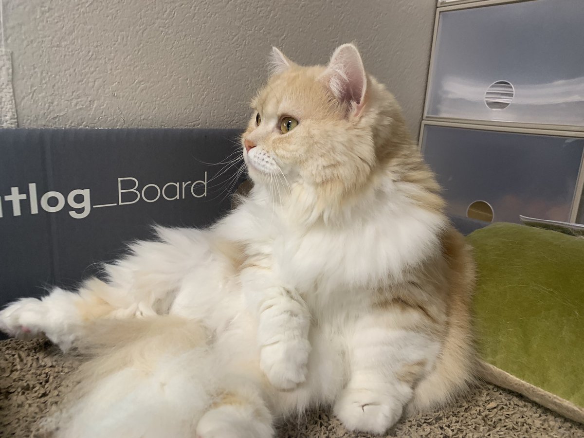 パッチ:「リラックスれし。」