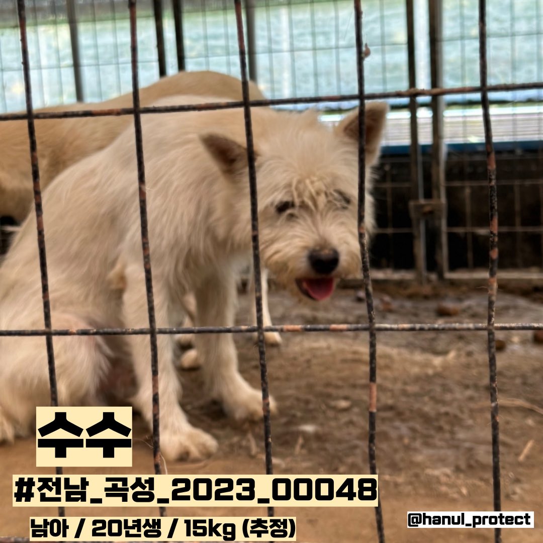 hanul_protect's tweet photo. 📍안락사 위기📍

🔊수수의 가족이 되어주세요🙏
보슬보슬한 얼굴의 수수의 가족을 찾습니다. 
이중모의 귀여움을 두루 갖춘 수수는 분명히 큰 사랑을 가져다 줄거에요🤍

남아 / 20년생 / 15키로(추정)

#전남_곡성_2023_00048 

📍입양 및 입양전제 임보문의
061-360-8372 (���일 09-18시 문의가능) https://t.co/88U1N6bxYX