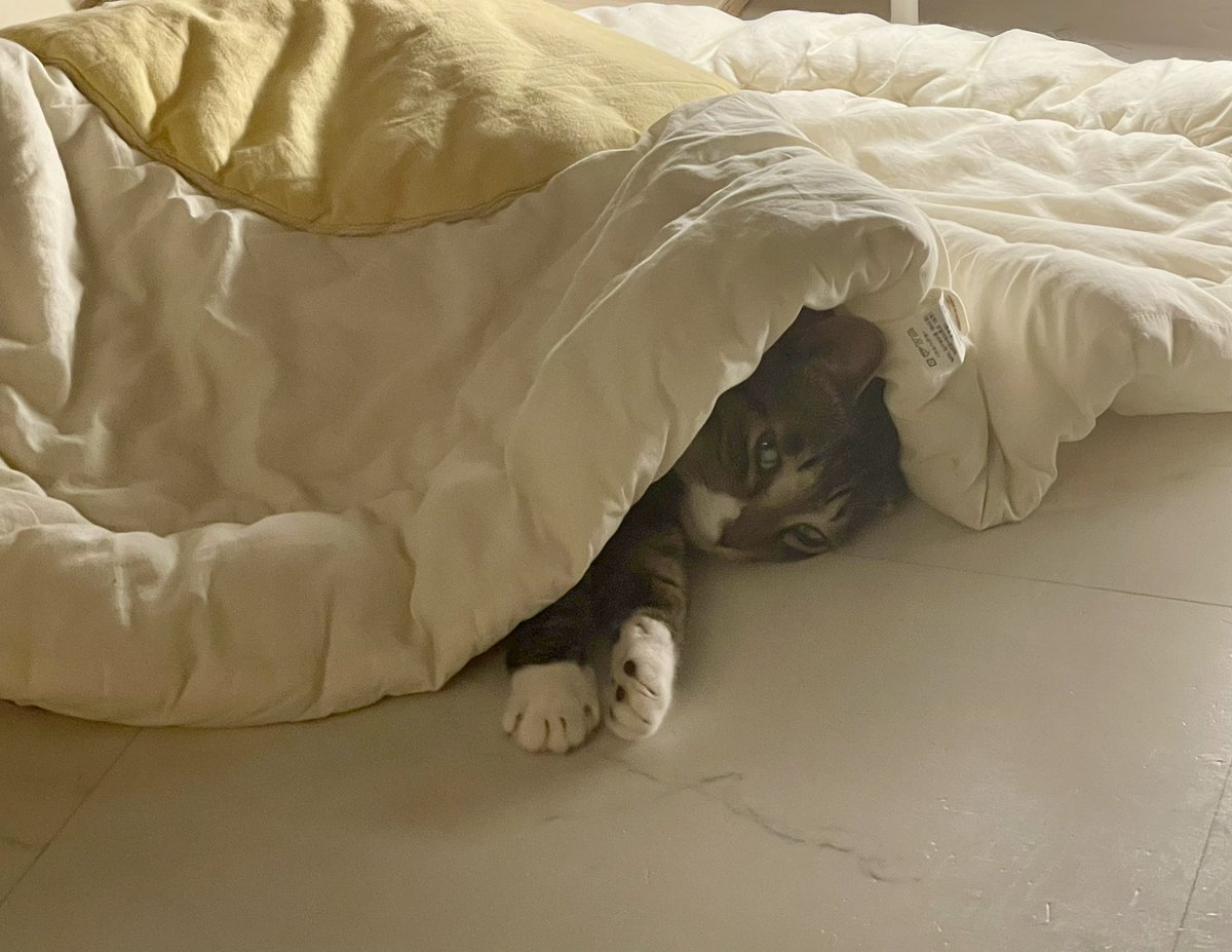 와.. 간식 안줬더니 하루종일 저럼