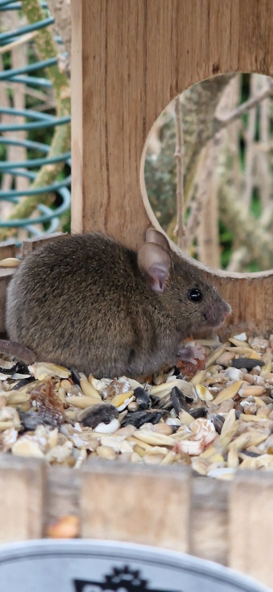 Besuch im Vogelhaus: Speedy holt sich jeden Morgen ihre Haselnuss ab. #nature #NaturePhotography #wildlifephotography #Wildleder #maus