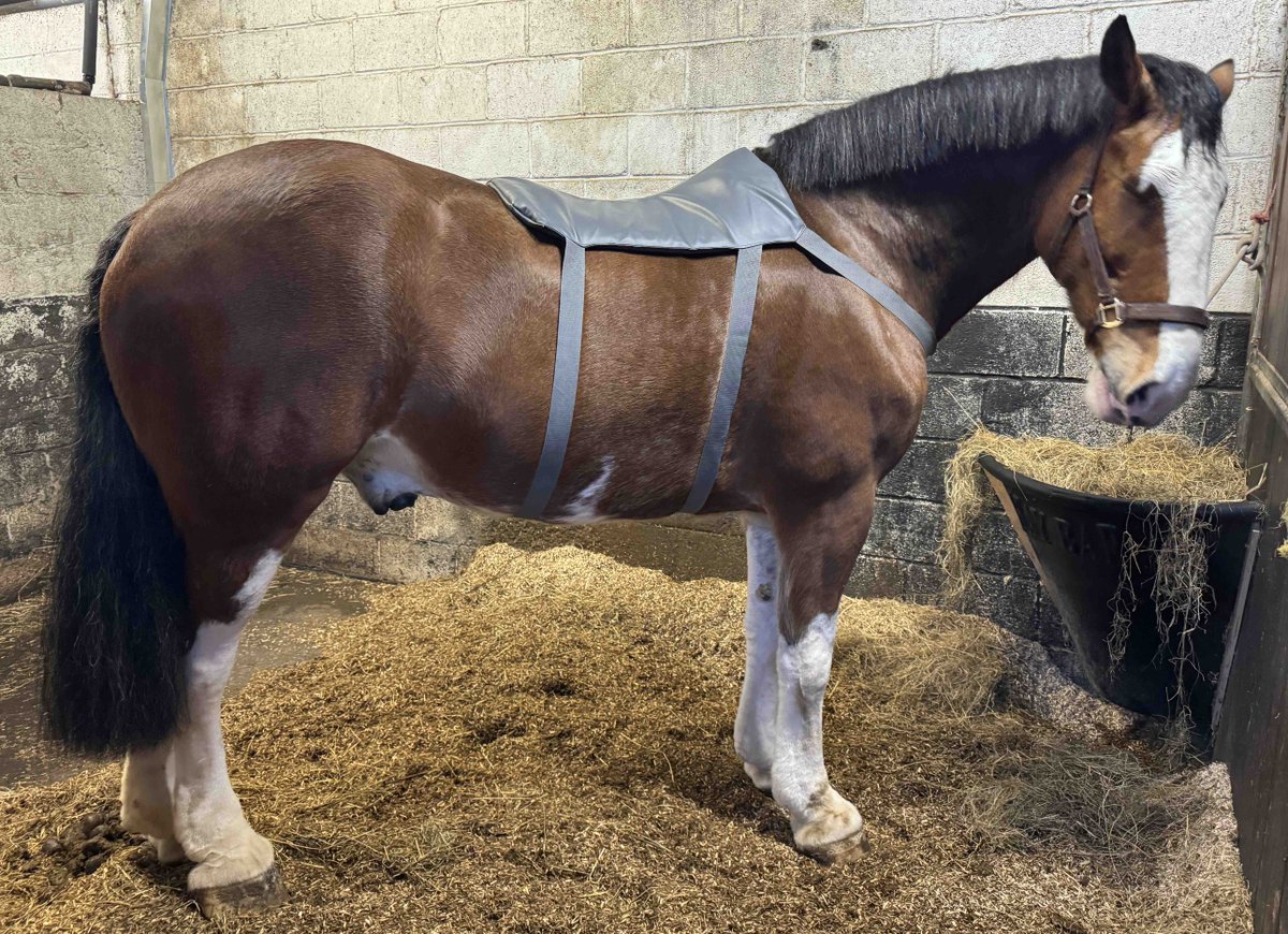 PH Harris is snapped enjoying some back massage in his stable whilst munching on some hay. Our horses have a regular welfare programme in place to ensure they stay fit and healthy in order to assist in the various operations/tasks we undertake across Scotland. #KeepingPeopleSafe