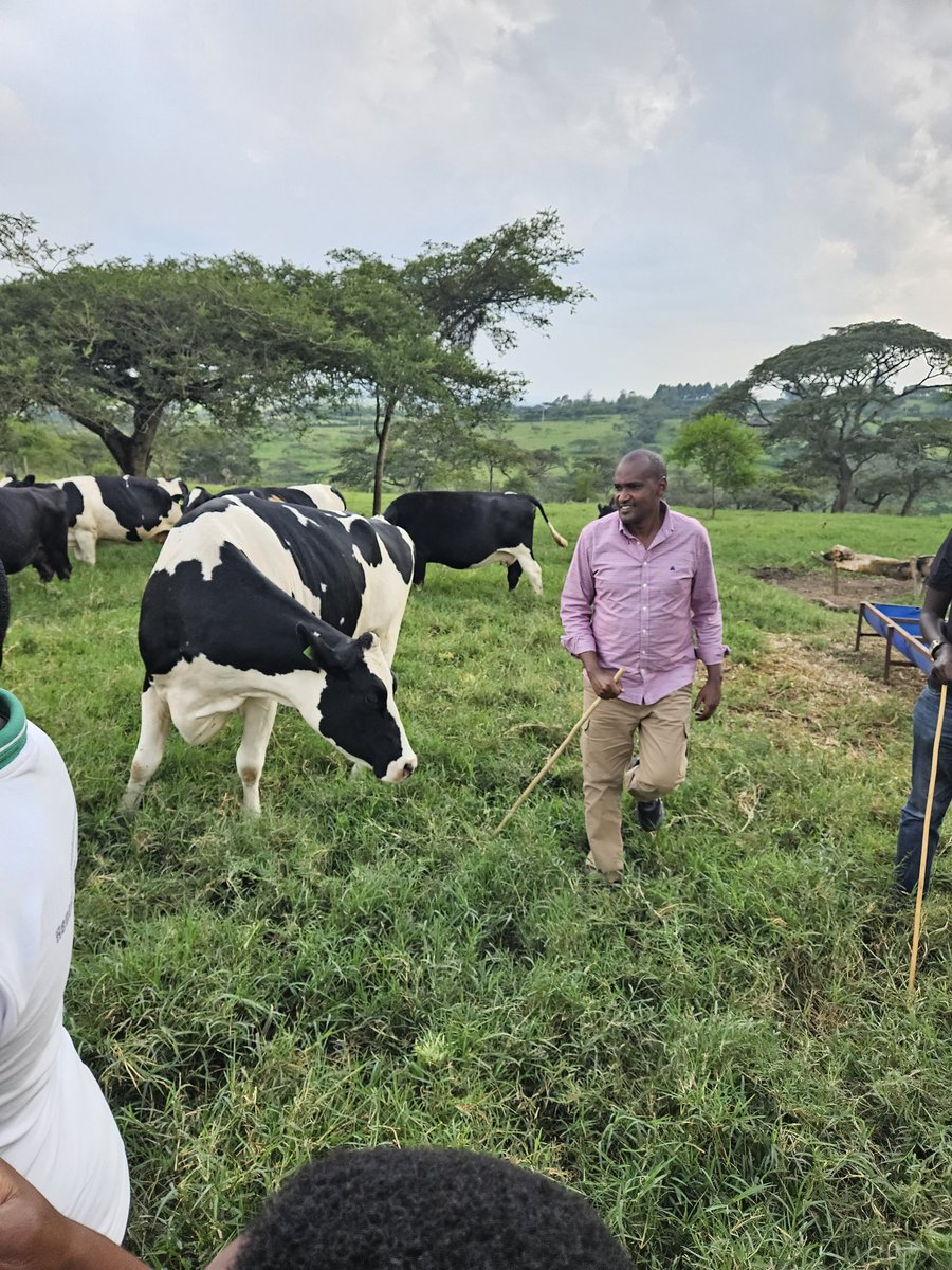 FrankTumwebazek's tweet photo. Good genetics/breeds matter a great deal in diary farming . 

It's critical that farmers adopt the best practice of farm records with appropriate data kept about e.g: birth history of the animal, the lactation profile of its mother  , the age at which it was served if its by AI etc. Also records on vaccination,  treatments help alot . This data helps to build a good reputation of any breeding farm to be trusted by other farmers trying to source good breeds