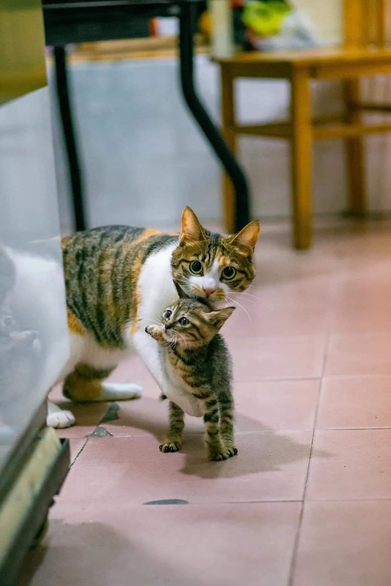 ulat_bulu_bulu's tweet photo. Sudah. Jangan kacau anak saya lagi. https://t.co/IzuTGwnMvD