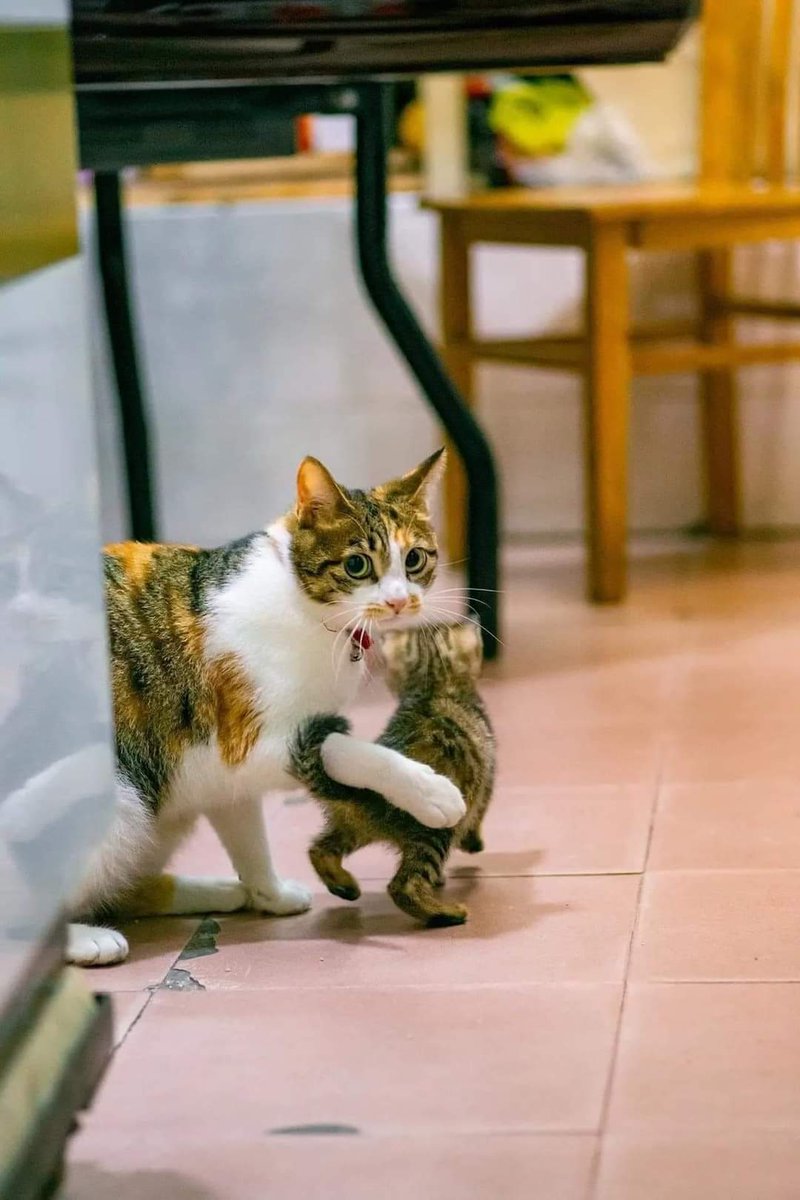 ulat_bulu_bulu's tweet photo. Sudah. Jangan kacau anak saya lagi. https://t.co/IzuTGwnMvD