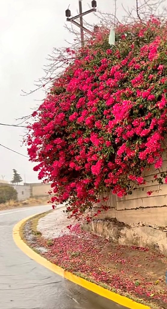 "أوعدك إذا كان الوعد يطمنك 
إن محد ياخذ هالحب اللي بقلبي غييرك"♥️.
