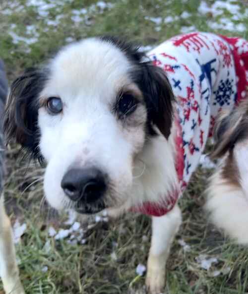 AdoptionsUk's tweet photo. Please retweet SPECIAL APPEAL TO HELP Ariel, Flounder, Sebastian, Triton find a home. Is there a superstar that could take them all and keep them together? #EDENBRIDGE #KENT #UK
THEY ARE ALL AGED 16!!!!!⭐️
Breed: Jack Russell Terrier These four poor babies have been severely neglected for years. 
They are malnourished and have been living in their own faeces locked up in crates, in squalid conditions. The photos to⭐️ooking forward to the bright future waiting for them. If you can offer these a lovely home and lots TLC then please come down asap and ask staff for more info. We look forward to seeing you soon. Please share to help them stay together.
 DETAILS or APPLY👇
https://t.co/glMCAZWAwe  ☎️01732 865530 
#dogs #AdoptDontShop #London #Dover #Canterbury