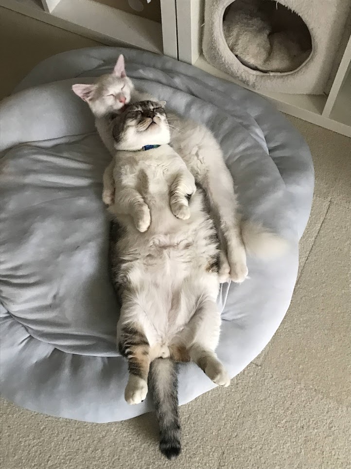 gomezcat7's tweet photo. 尊いお昼寝写真がでてきた。　

#猫　#マンチカン　#猫のいる生活 https://t.co/SA4QizX13E