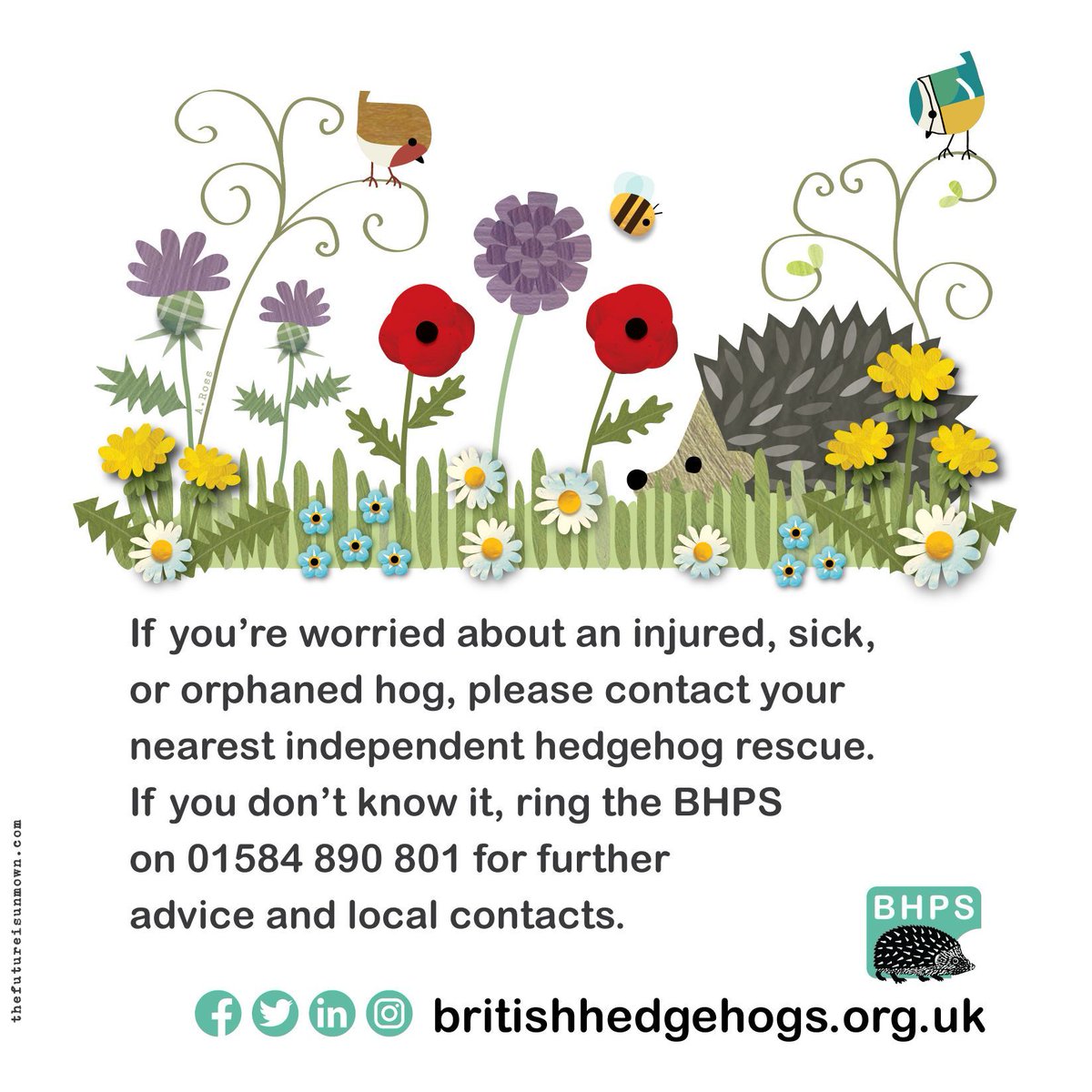 This #ShareSunday, we'd love you to share this infographic designed & donated by the brilliant @TFIUnmown. Help #hedgehogs - #ShareToMakeAware! 🦔