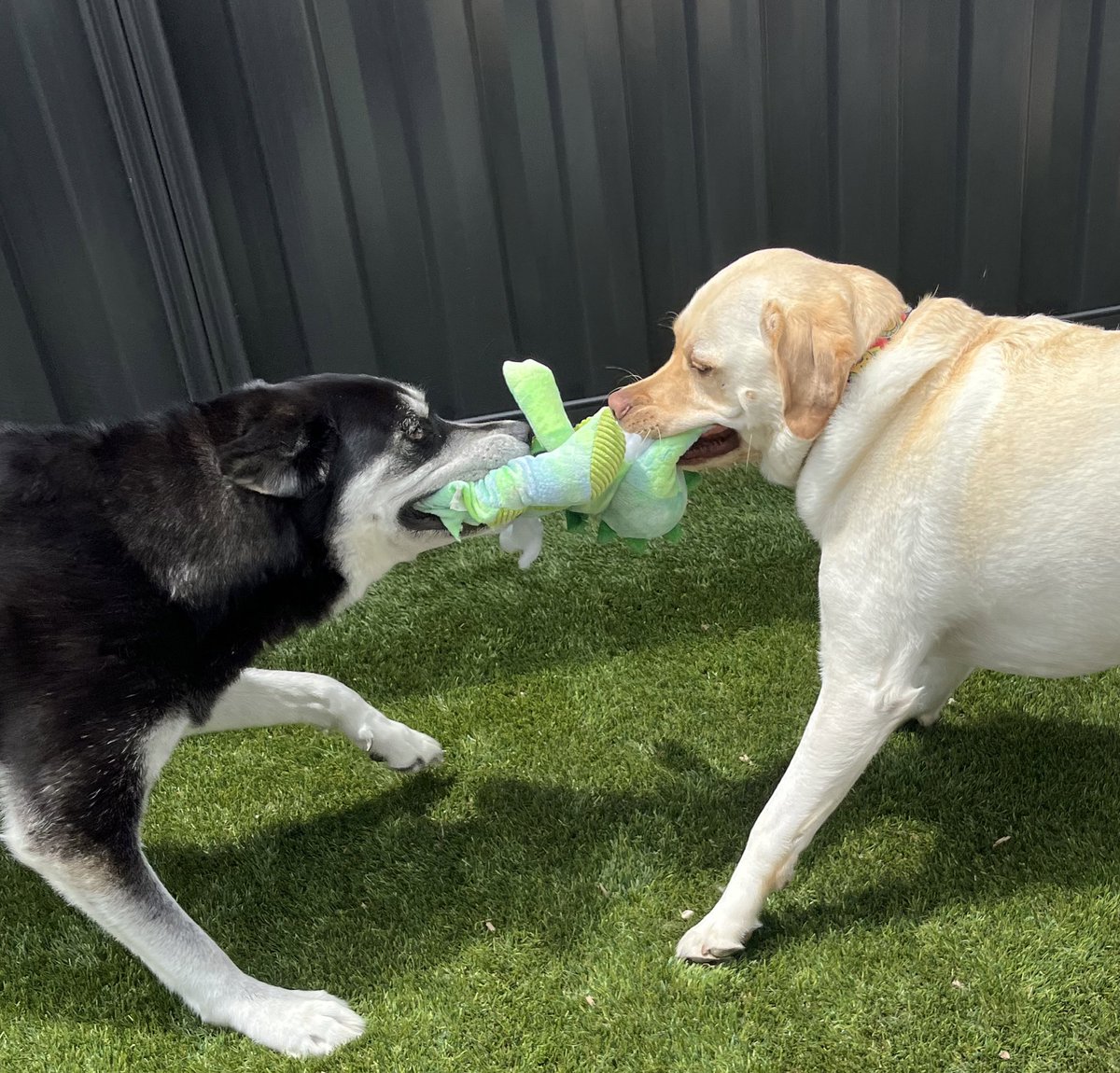 たこちゃん、イケメンの親友に遊んでもらっていい笑顔🐶