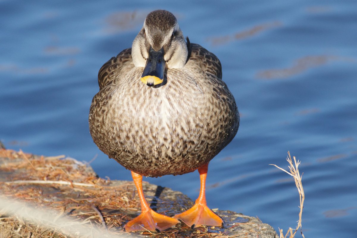 syasinbu's tweet photo. カルガモ、埼玉県川越市。
ペンタックスK-3mark3、ボーグ71FL 400mm F5.6、AFアダプター1.7x、クローズアップレンズ、トリミング無し。
#pentaxk3mkiii
#pentax
#borg71fl
#borg
#ボーグ
#野鳥
#カルガモ
#埼玉県川越市
#川越水上公園 https://t.co/31ROcmubtt