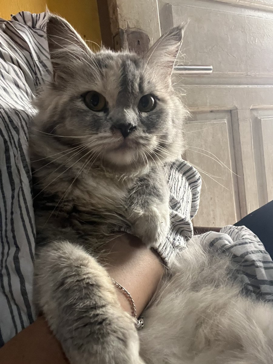 wwhjin99's tweet photo. GUYS BOLEH MINTA TOLONG RT GA

kucing ku hilang udah dari kemarin pagi tanggal 13 januari 2024, rumahku sekitar Lr Abadi Seberang Ulu 1/ Kertapati (Palembang). Ciri-ciri kucingnya belang tiga, cewek, tdk berkalung. Yang nemuin nya bakalan dikasih imbalan https://t.co/UDiAquSCbb