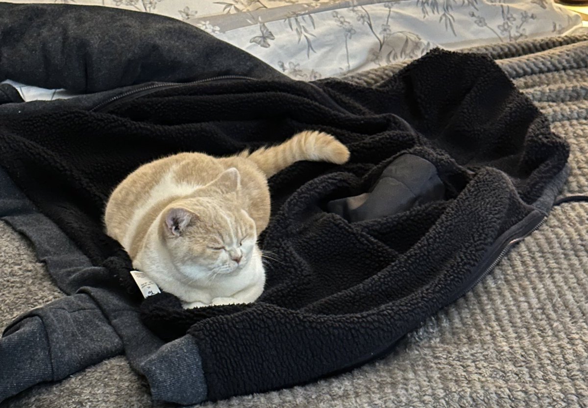 MabelCat2's tweet photo. So nice of Dad to leave his hoodie for me to sleep on https://t.co/sqrUyuZpFk
