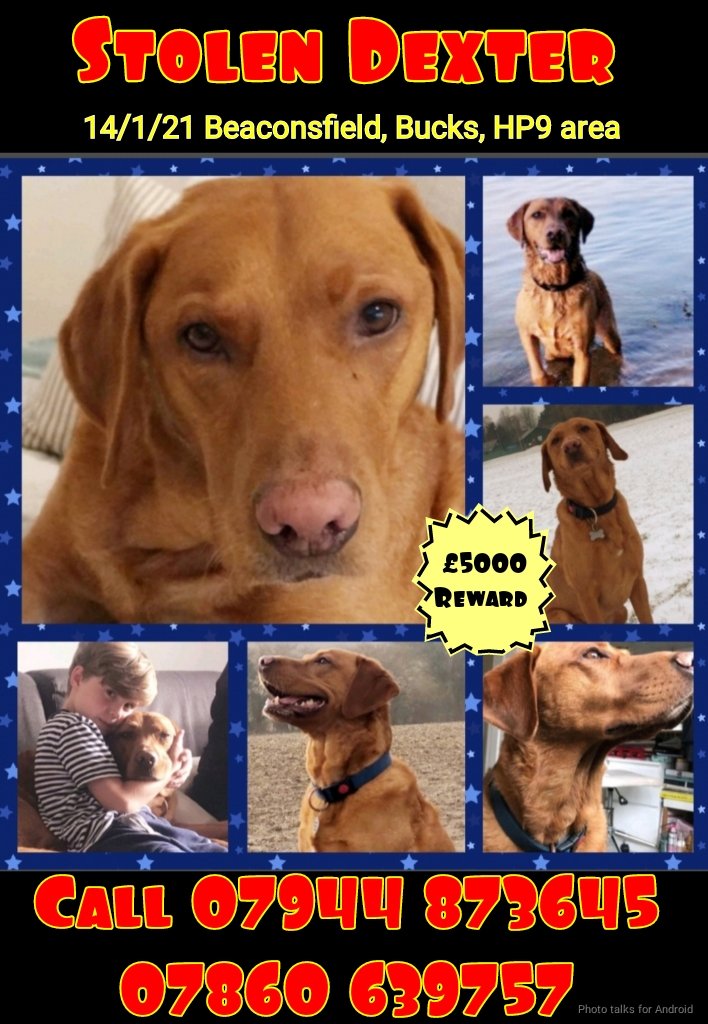MissingPetsGB's tweet image. Dexter stolen 3 years ago today

EVERY dog has a chance of getting home no matter how it&apos;s been.
We know someone knows where Dexter is. His family is suffering terribly, please contact @getdexterhome if you have any info that may lead to his safe return #HP9 #Bucks
#getdexterhome