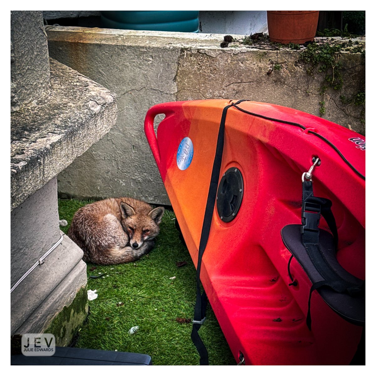 j_edwards_photo's tweet photo. As I left home this morning to head to the studio #studiojev @eastbeachstudios .. a fox was dozing under my kayak….
I’m down the studio from 10 till 2pm today because its really cold, making it really difficult to work…
#worthing #fox #urbanfox https://t.co/RFflfW4iB5