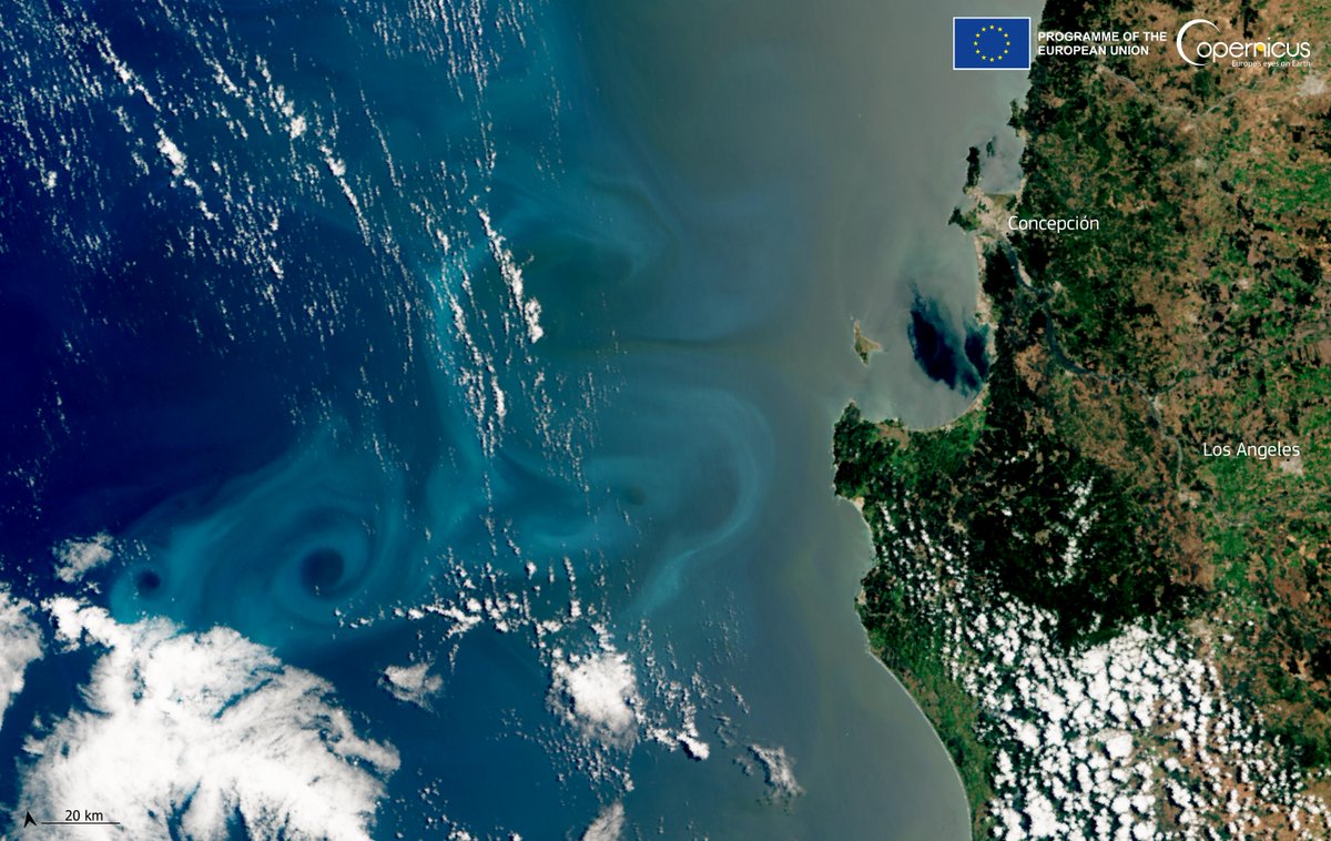 The ongoing #phytoplankton bloom along the northern coast of #Chile 🇨🇱 provides spectacular 😍 views from above 🛰️🌊

⬇️Multiple eddies 🌀 are visible in the image acquired by #Sentinel3 🇪🇺🛰️ on 8 January