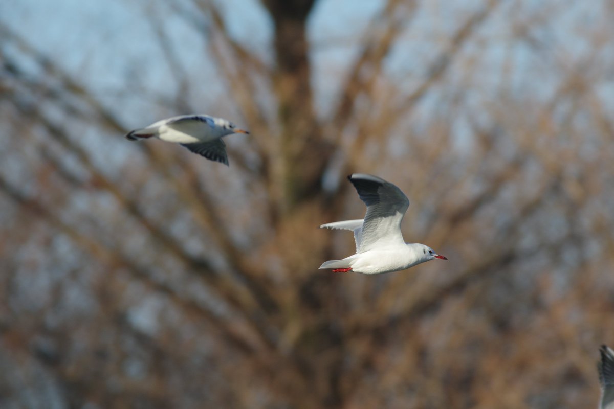 syasinbu's tweet photo. ユリカモメ、埼玉県川越市。
ペンタックスK-3mark3、ボーグ71FL 400mm F5.6、AFアダプター1.7x、クローズアップレンズ、トリミング無し。
飛んでる鳥も、撮れなくはない。
#pentaxk3mkiii
#pentax
#borg71fl
#borg
#ボーグ
#野鳥
#ユリカモメ
#埼玉県川越市
#川越水上公園 https://t.co/3Lu5lZv7a7